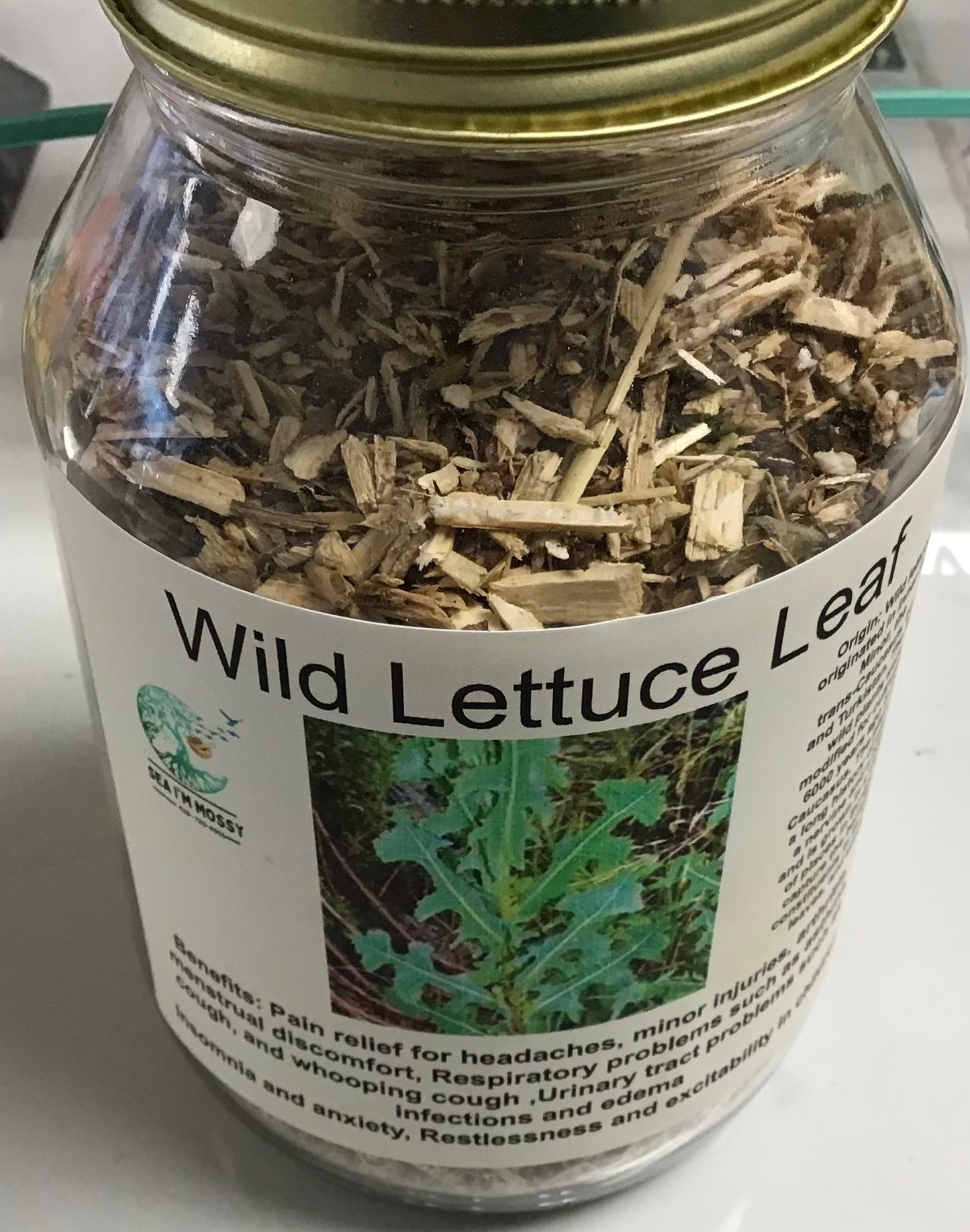Wild Lettuce Leaf