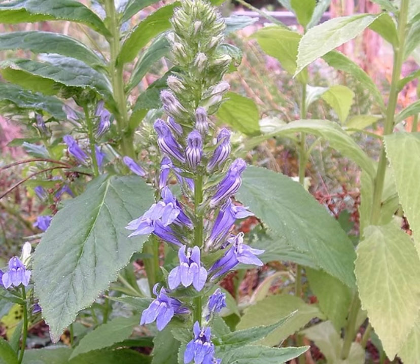 Lobelia Root