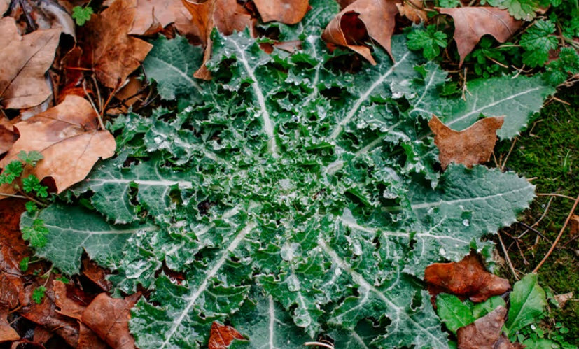Wild Lettuce Leaf