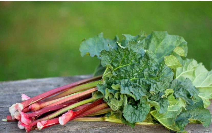 Rhubarb Root