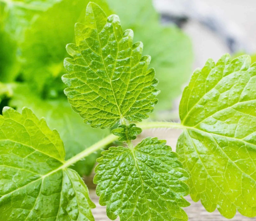 Lemon Balm