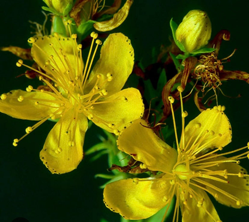 St. Johns Wort