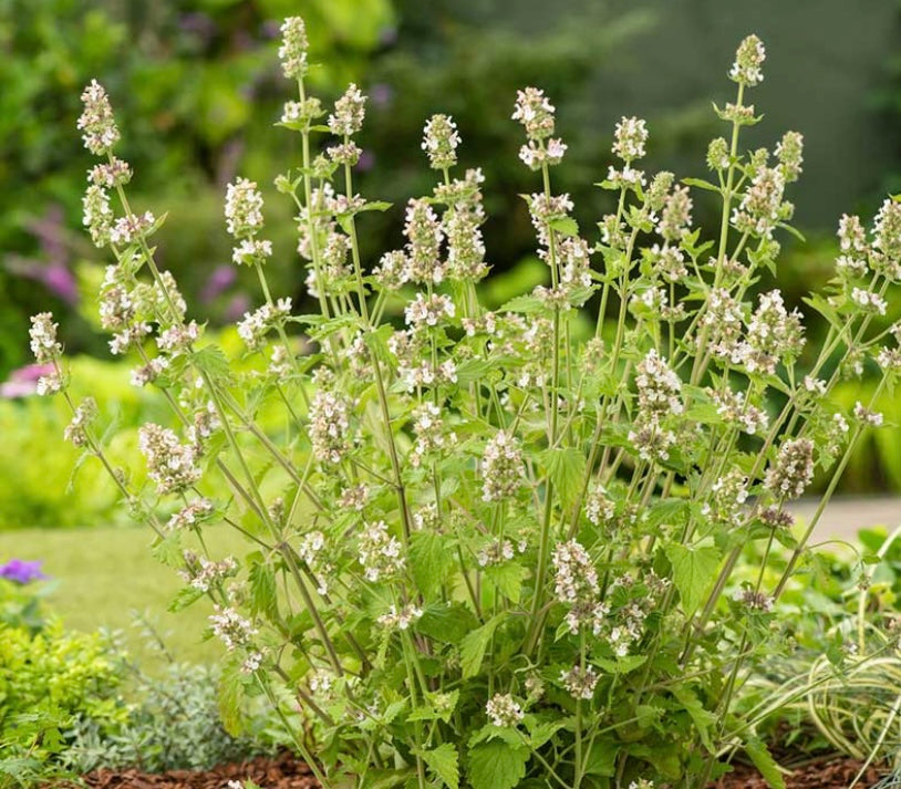 Catnip