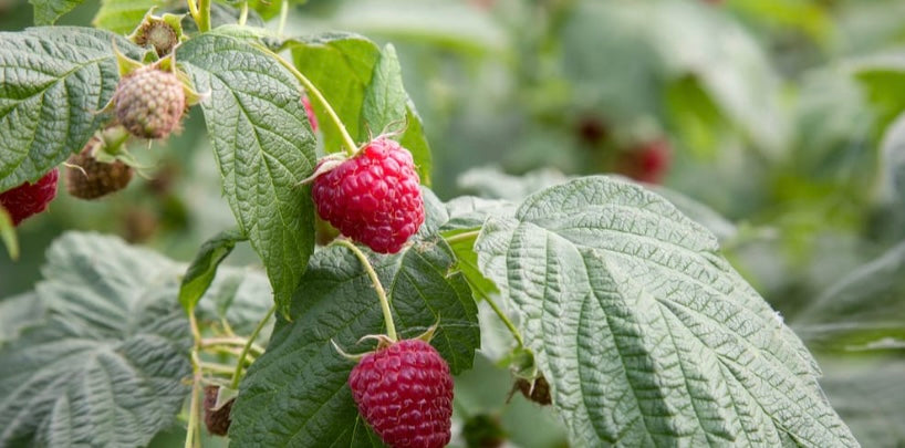 Red Raspberry Leaf