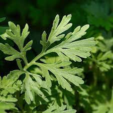 Wormwood leaf