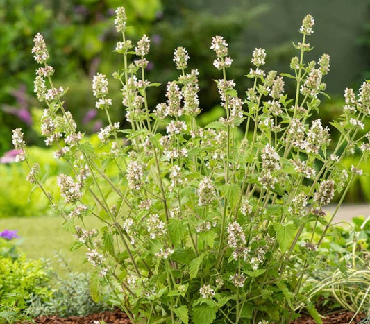 Catnip