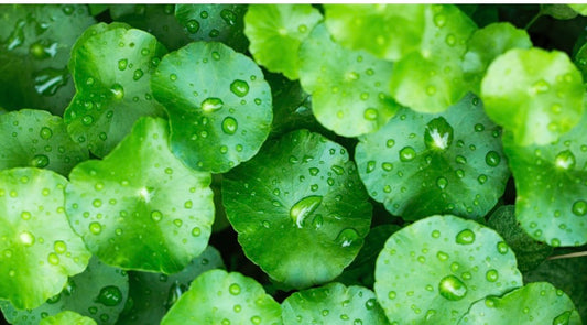 Gotu Kola